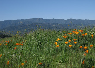 View of Mt. Umunhum with California poppies in the foreground, Country View Drive, San Jose, California