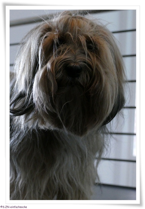 [Hundeblog] Einfach Socke Bringt der Hund Dreck ins Haus….