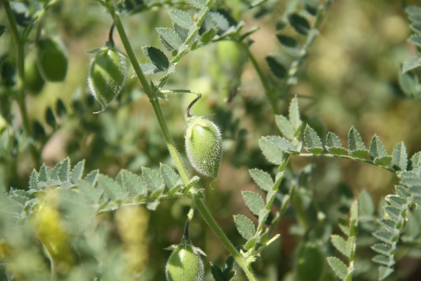 West Coast Whole Food chickpea plants in India