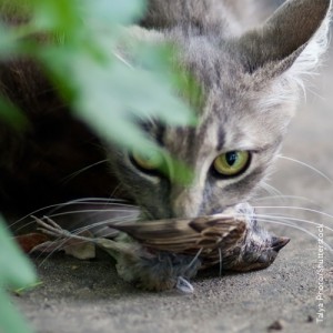 1 6 16 Jalan Menebus Maruah Punah Ibarat Kucing Lapar