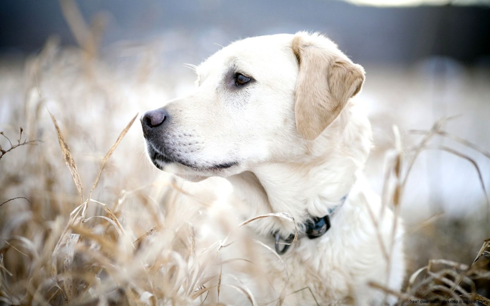 Labrador Retriever Dog Images