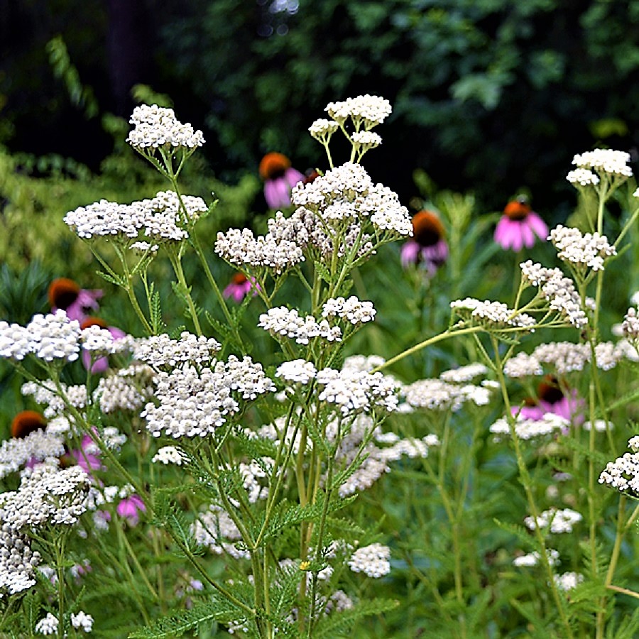 Colonial & Early American Gardens Plants in Early American Gardens