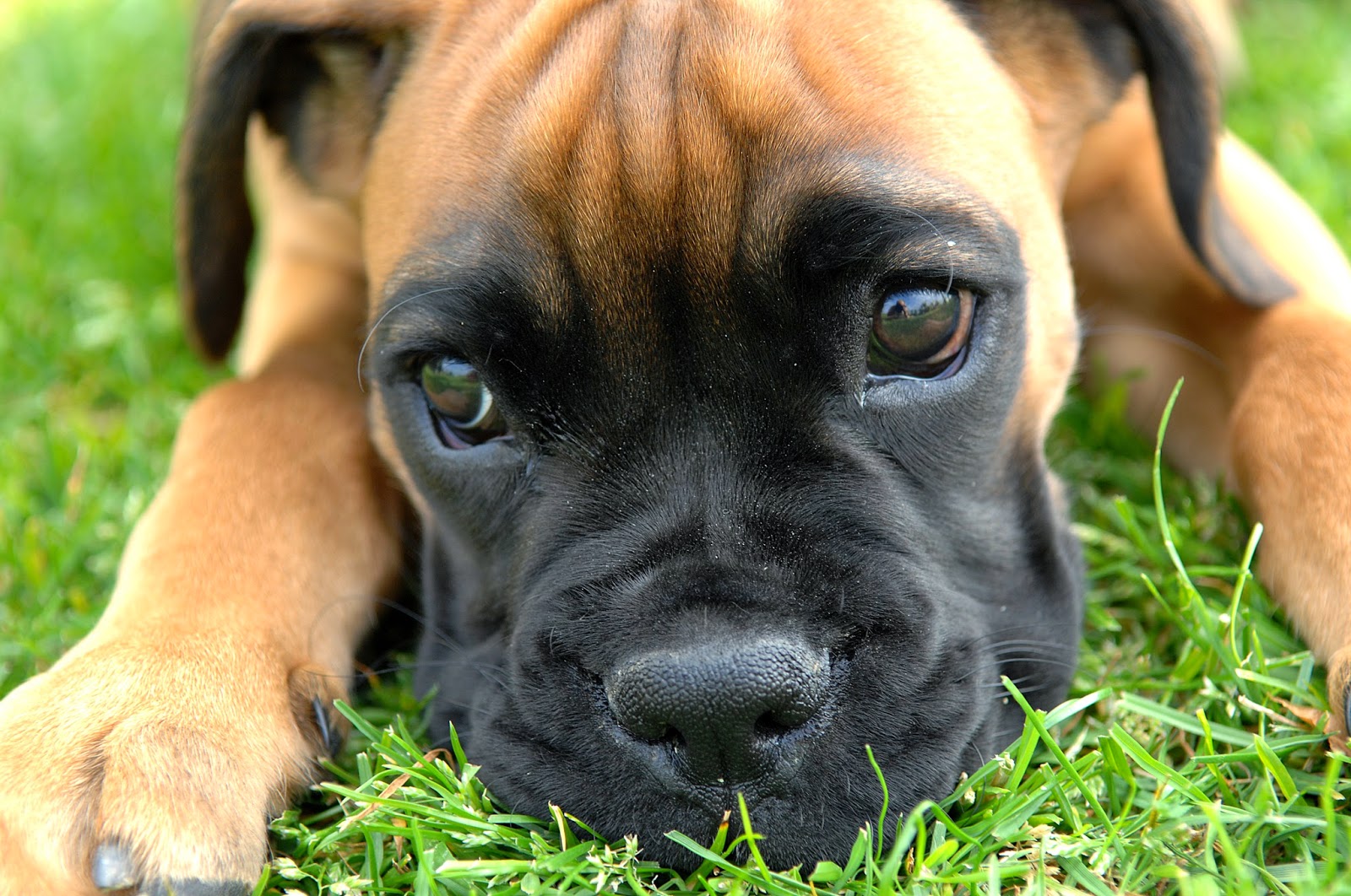 Aqui excelentes fotos de cachorros boxer - Super 4 Patas
