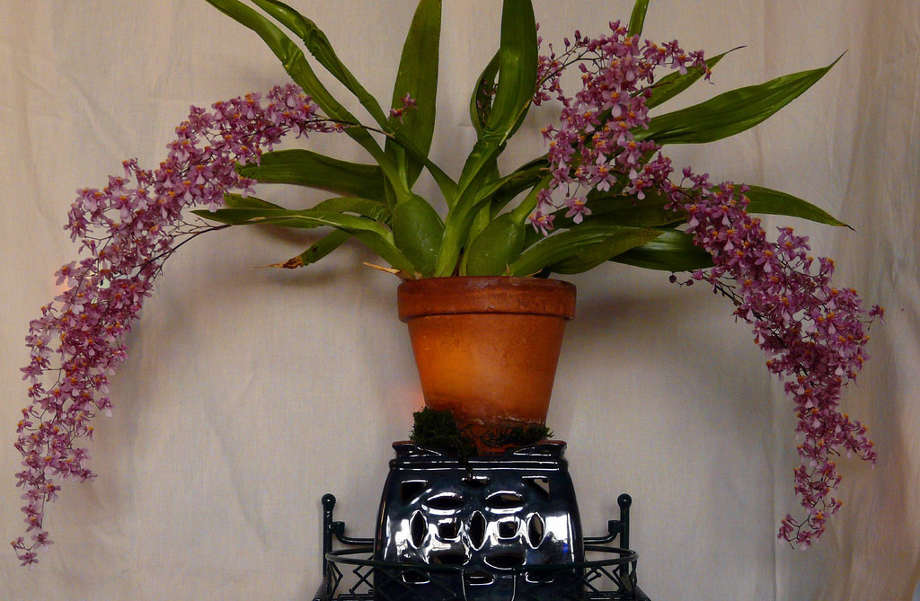 Grow and care Oncidium sotoanum orchid - The Birds Beak Oncidium ...