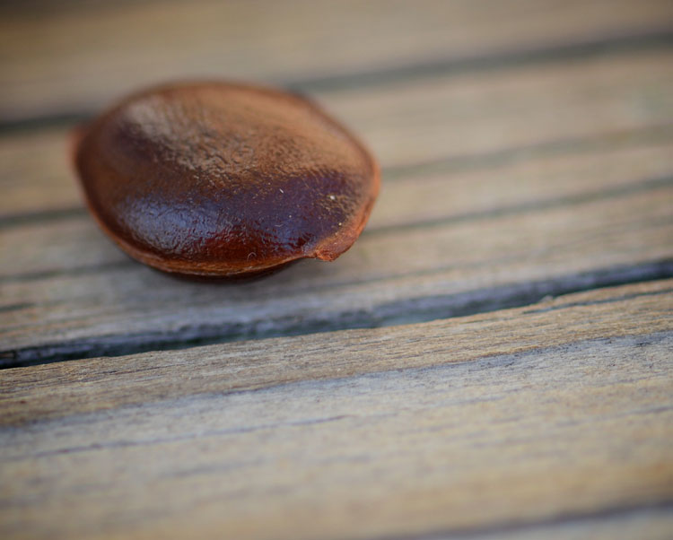 Did you know a persimmon seed can predict the weather? Folklore says they can let us know if it will be a snowy winter.