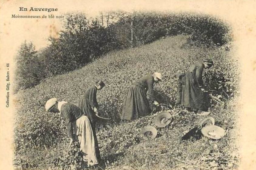 Les moissons en adages et Cartes Postales Anciennes.Regards et Vie d ...