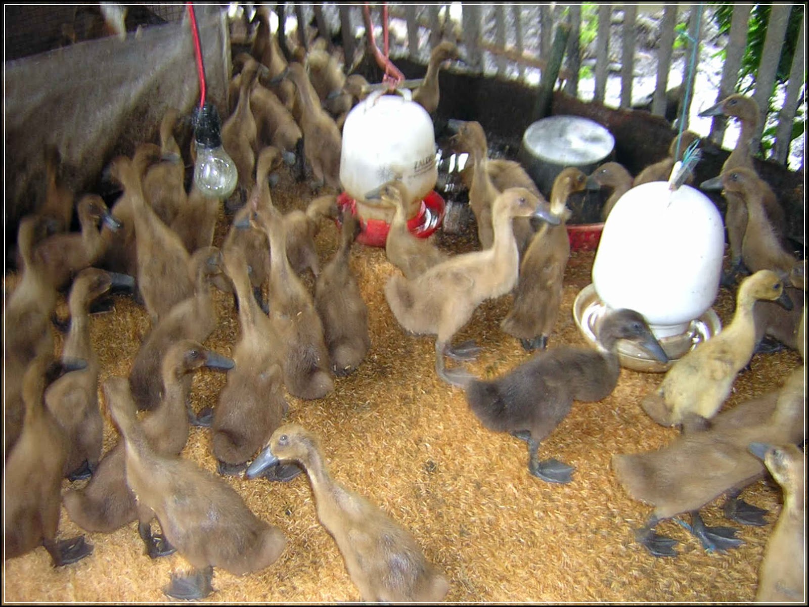 Mengenal Jenis Pakan Ternak Bebek Petelur Agar Meningkatkan Produktivitas Telurnya