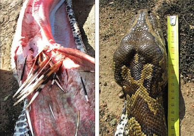 python swallows porcupine