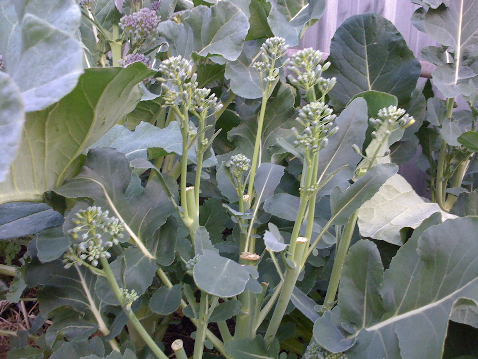 thirtynine Winter harvest