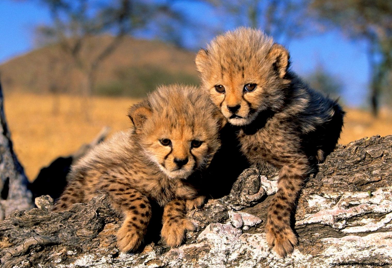 Really Cute Baby Cheetahs | Wallpapers Gallery