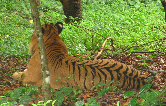 tiger, tiger body part trade, wildlife trade, tiger trade hotspots