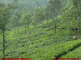 Kerala Tea Estate Workers