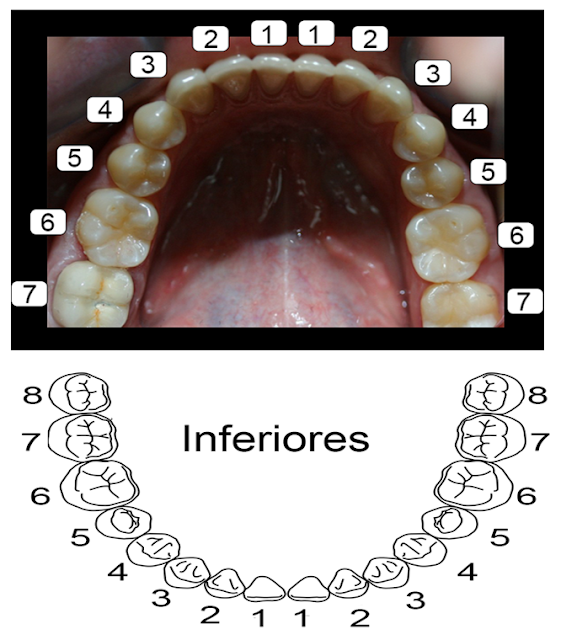 Quantos Dentes Uma Pessoa Adulta Tem em Boca? Qual o Nome dos Dentes? Quantos Dentes Uma Pessoa Adulta Tem em Boca? Qual o Nome dos Dentes?