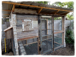 Lloyd s Blog: Chicken Coop of Recycled Materials in Austin