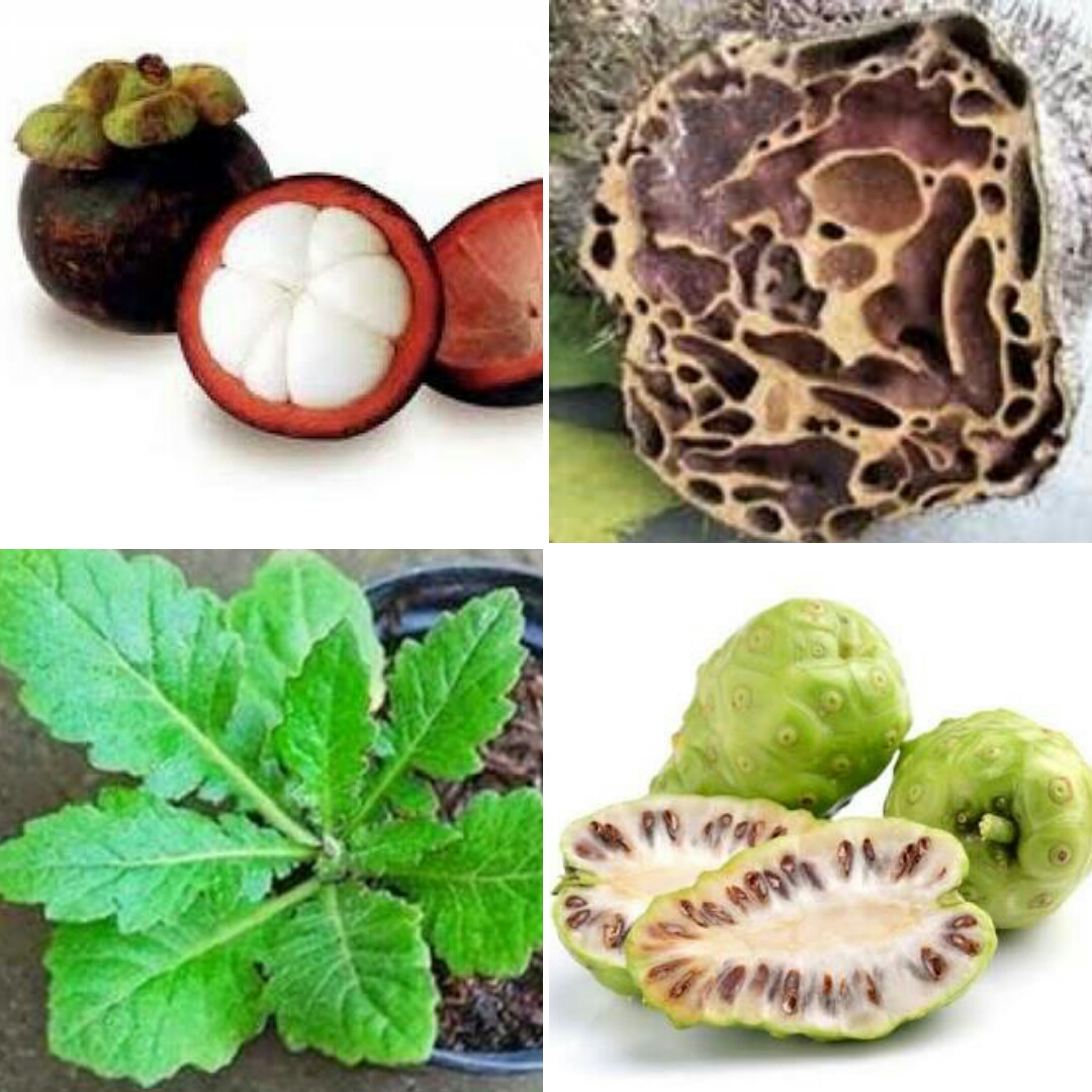 Tanaman Obat untuk Mengatasi Gangguan Pernapasan: Solusi Alami yang Efektif