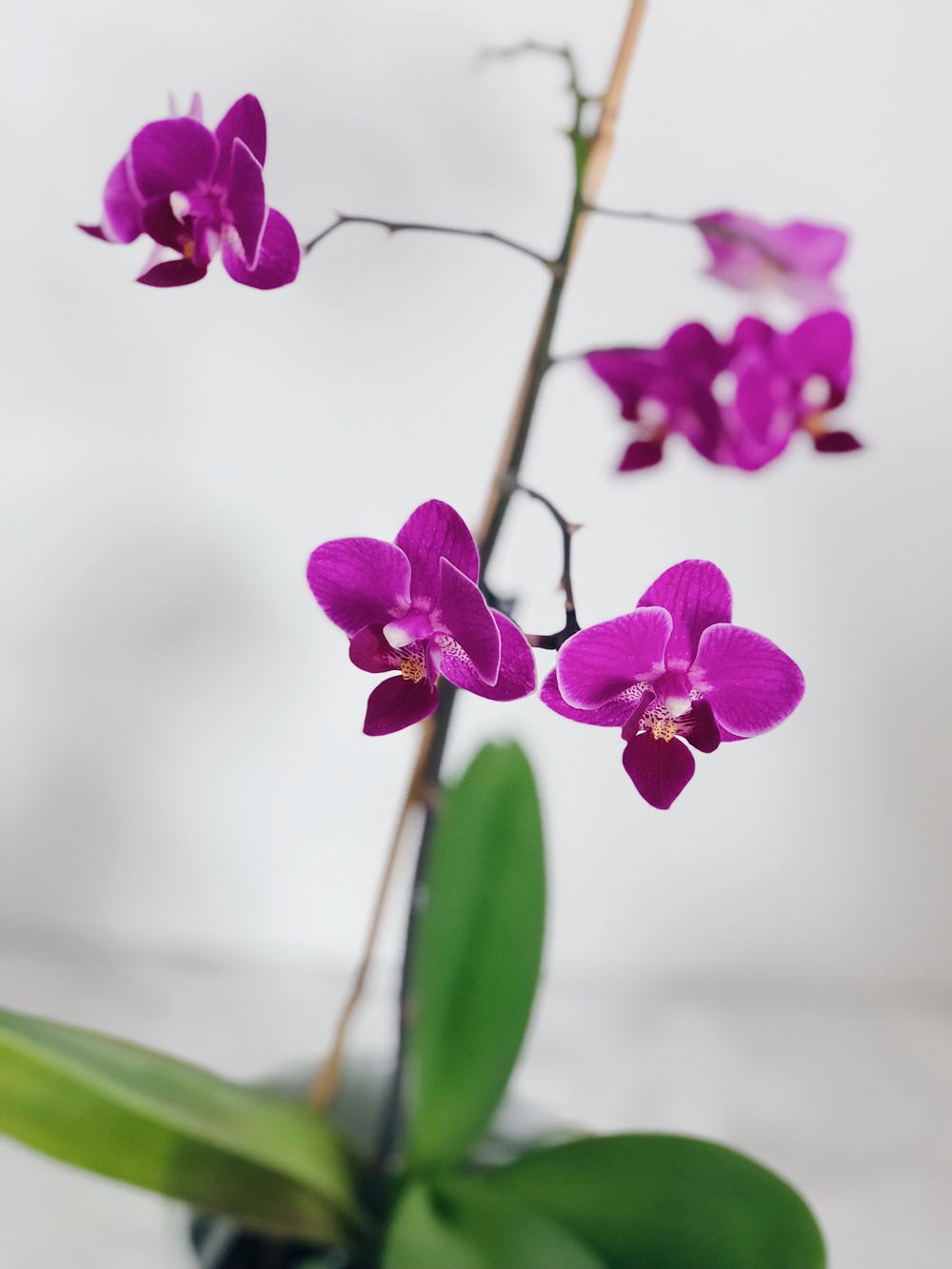 Tipps & Tricks für wunderschöne und gesunde Orchideen