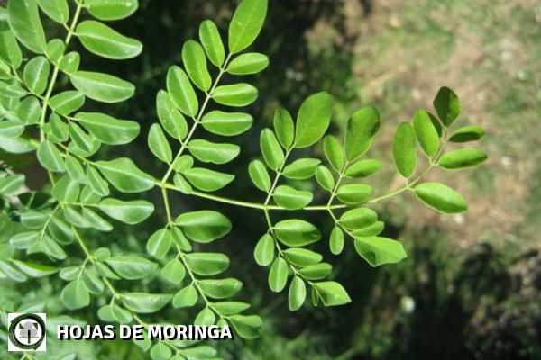 Las Hojas de Moringa, Moriga oleifera, tiene cualidades nutritivas sobresalientes 