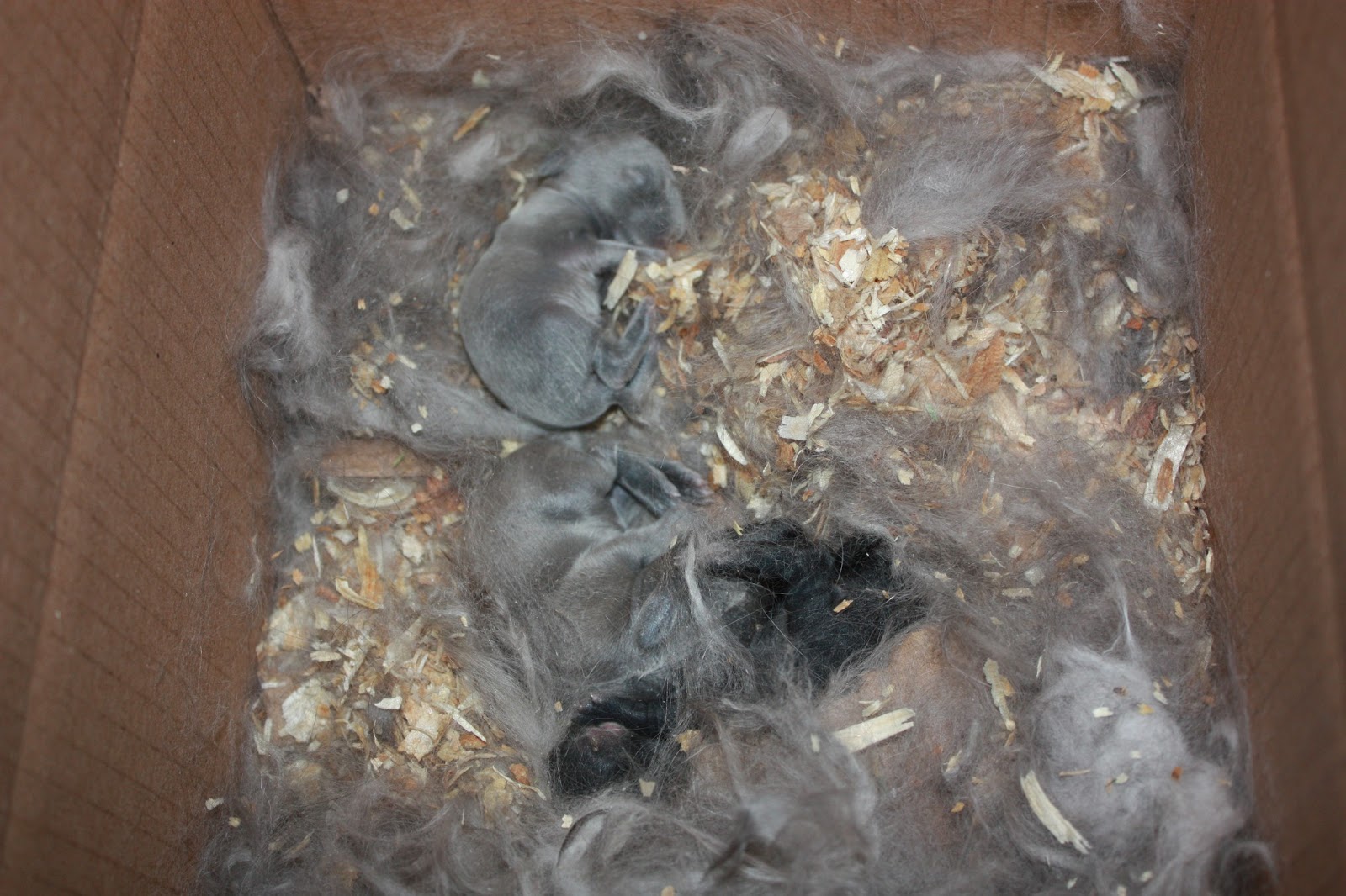 The Weeping Willow and The Ficus The Miracle of BirthRabbit Edition