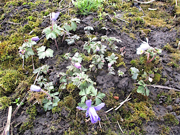 Anemone blanda