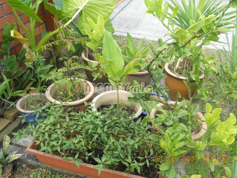 Rumah Orkid Pvc Toko Pedz