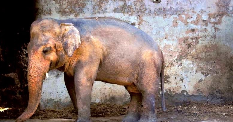 Kaavan Gajah Paling Kesepian Di Dunia Akan Tinggalkan Kebun Binatang Islamabad Lelemuku Berita Lelemuku Lelemuku Id Singkat Padat Jelas Kaavan Gajah Paling Kesepian Di Dunia Akan Tinggalkan Kebun Binatang Islamabad Lelemuku Berita Lelemuku Lelemuku Id Singkat Padat Jelas