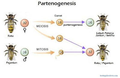 610 Gambar Hewan Vegetatif Hd Gambar Hewan