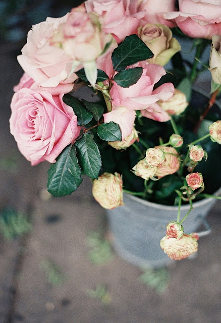 Roses-photo-vanessa-jackman