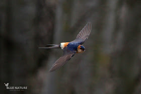 Golondrina dáurica - Red-rumped swallow - Ceropis daurica Pillada en pleno vuelo, esta prima de la golondrina común también viaja desde el sur del Sahara hasta la Península Ibérica nada más empezar el buen tiempo (aprox. marzo)