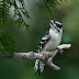 Downy Woodpecker Behaviour Bobbing And Swinging Head Vigorously