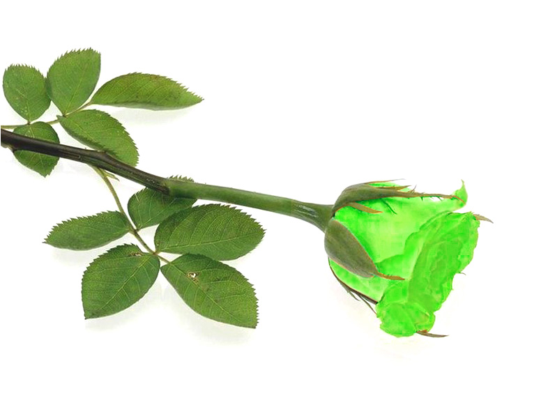 Single Rose Leaves - Green