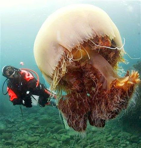 Echizen jellyfish