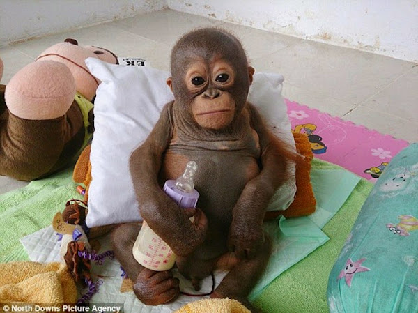 Budi, el orangután que no pudo desarrollarse porque creció encerrado en una jaula para pollos