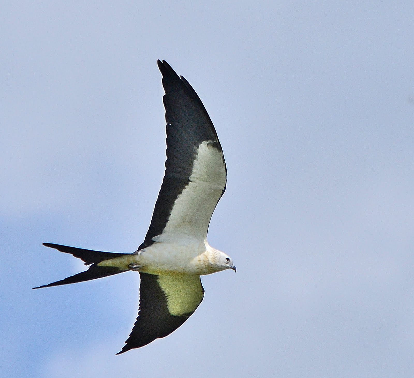 Dina's City Wildlife Adventures Swallow tail kites