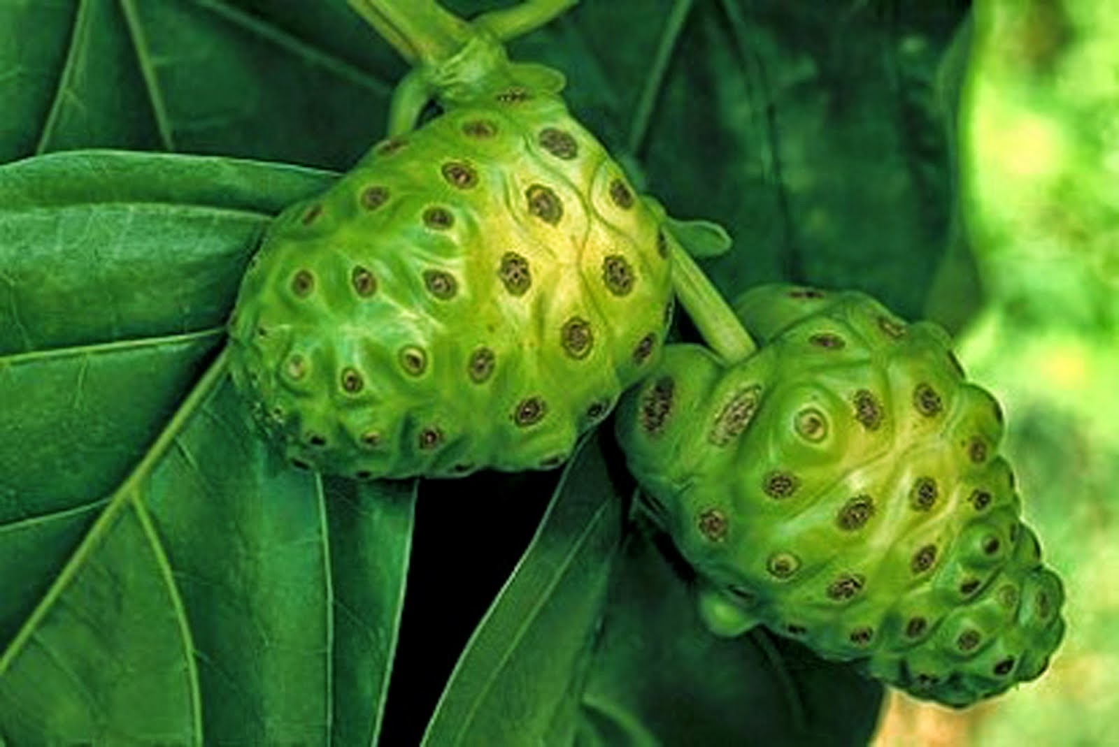 Leaves and Fruit Noni Benefits For Health Benefits And Efficacy In