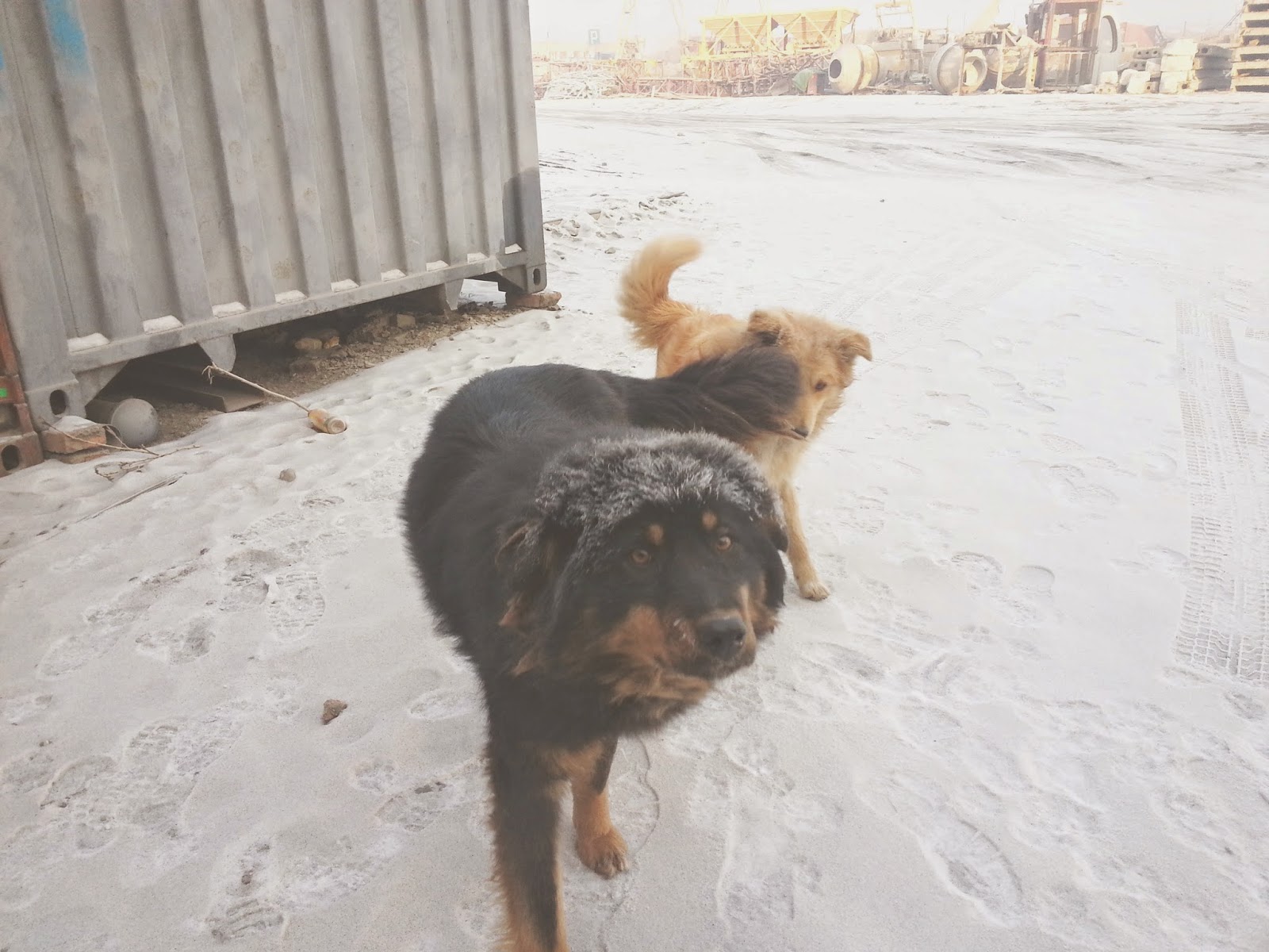 Mongolei mal anders Mongolischer Hund Das Statistik Mysterium