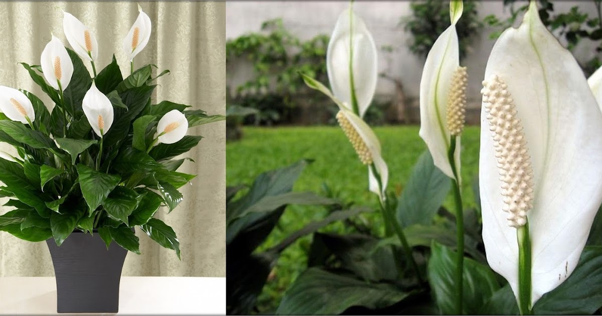 Why Do Peace Lily Leaves Turn Yellow or Brown?