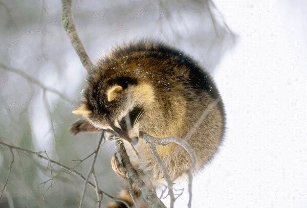 Smallest Racoon THE ANIMAL for JUST: Raccoon is the small mammals