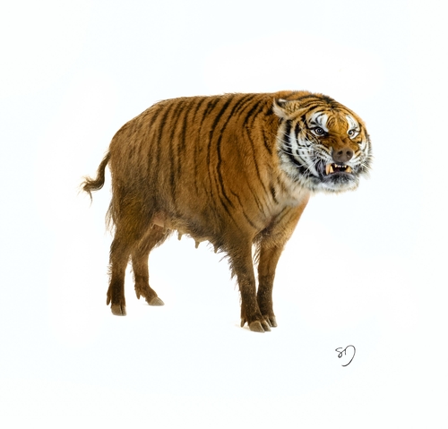12-Tiger-Wild-Bore-Sarah-DeRemer-You-Are-what-You-Eat-Photo-Manipulation-www-designstack-co