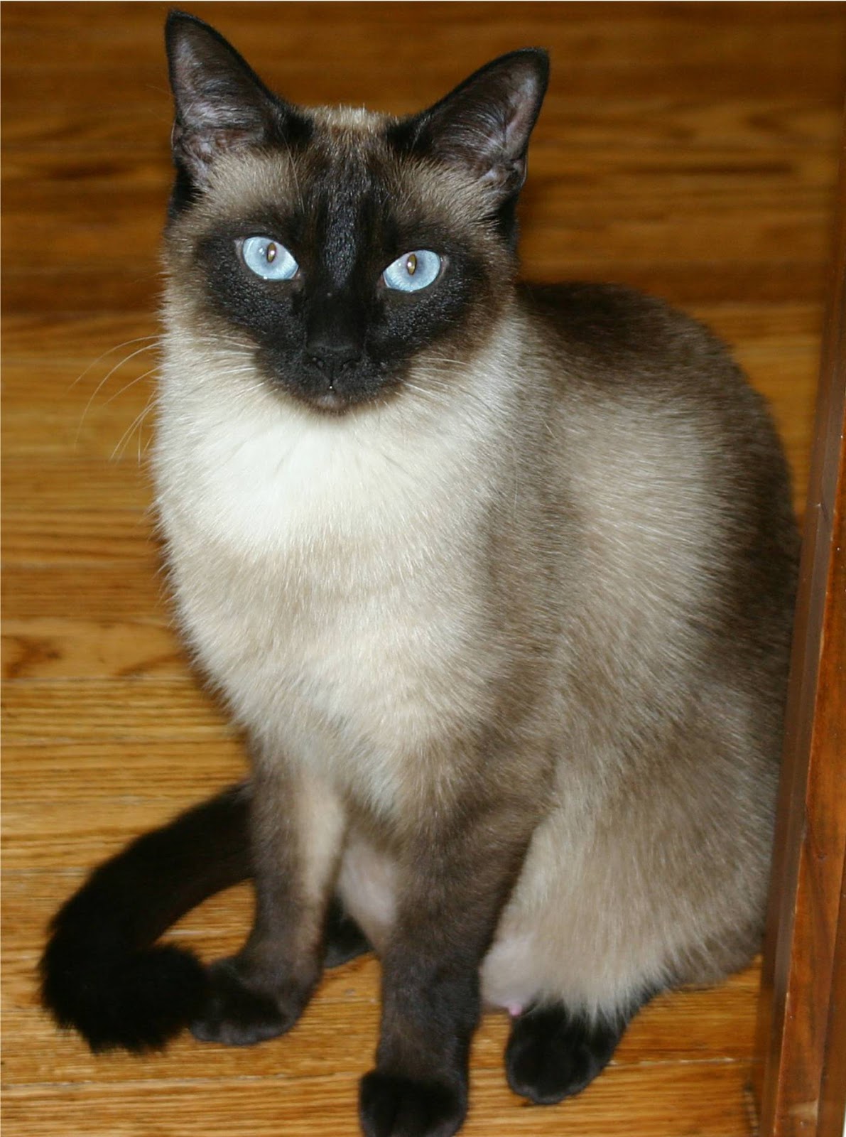 Siamese Cat Animals Library