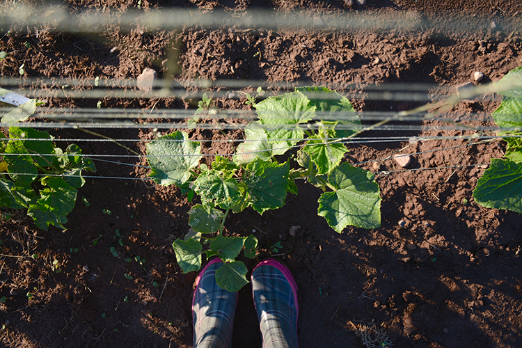 Gardening; cucumbers | My Darling Days Gardening; cucumbers | My Darling Days