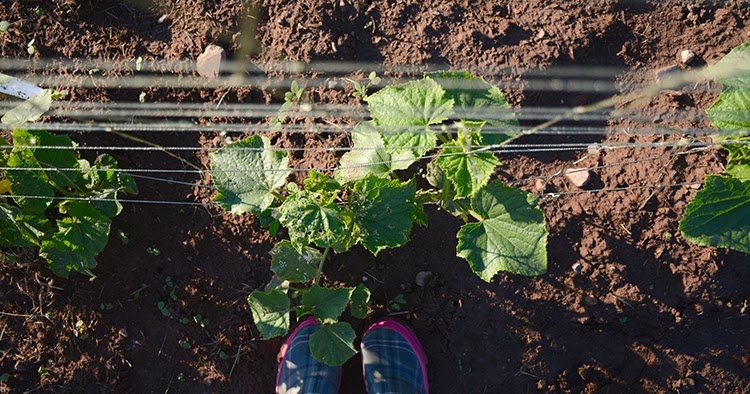 #gardenlife: round 2 | My Darling Days