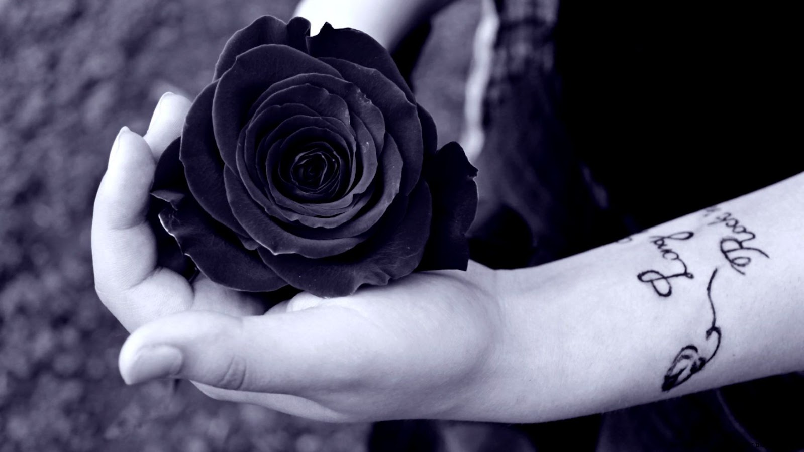 Dark Roses Desktop Wallpaper