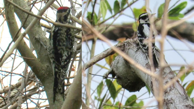 Great Backyard Bird Count