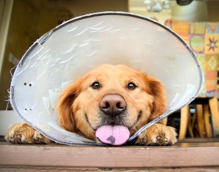 golden retriever jokes lottery joke joke pictures golden retriever jokes lottery joke joke pictures