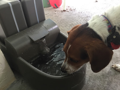 Dogs take right away to the PetSafe Drinkwell fountain.