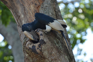 Black-and-White Casqued Hornbill, Bycanistes subcylindricus