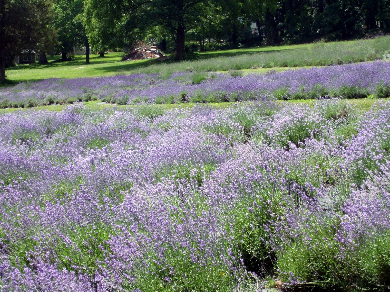 Rosemary's Sampler Peace Valley Lavender Farm