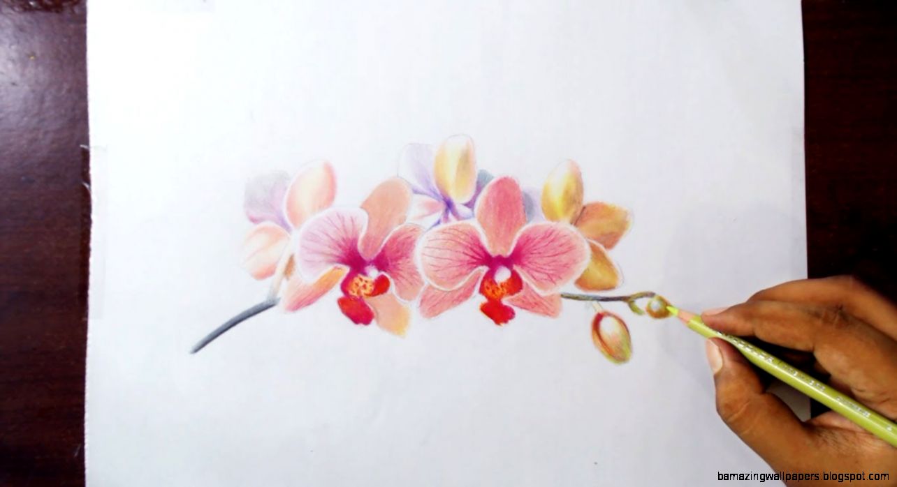 Drawing Orchids   Colored pencils   YouTube