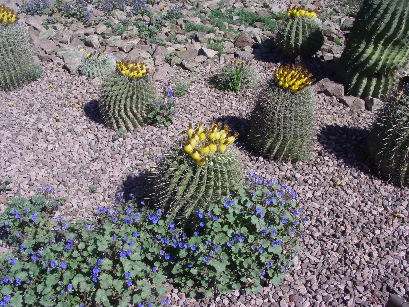 Tucson Daily Happenings "The beauty of the Sonoran Desert"