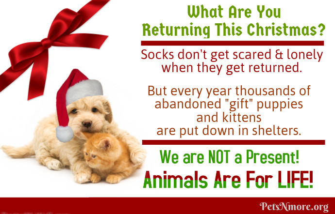 Don't Give Pets as Holiday Gifts Unless the Recipient Is Prepared